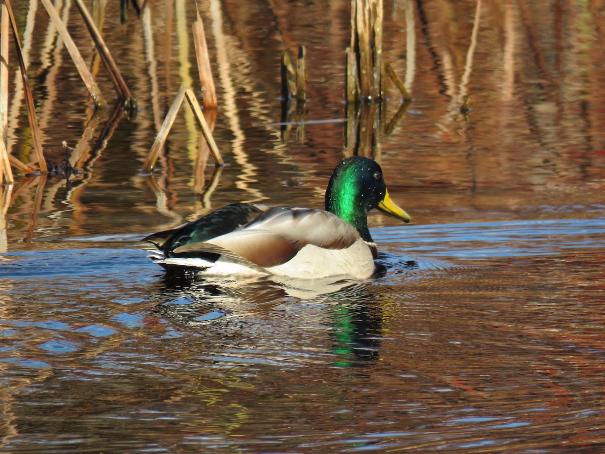 Зэрлэг нугас - ML644655015