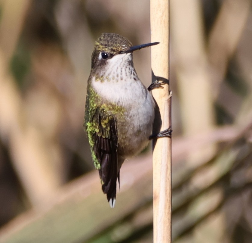 Ruby-throated Hummingbird - ML644655016