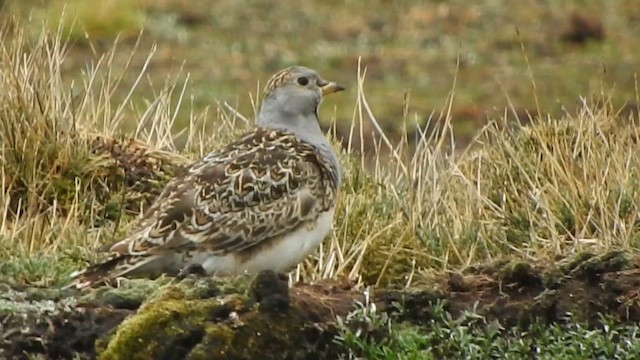 ノドジロヒバリチドリ - ML644655017