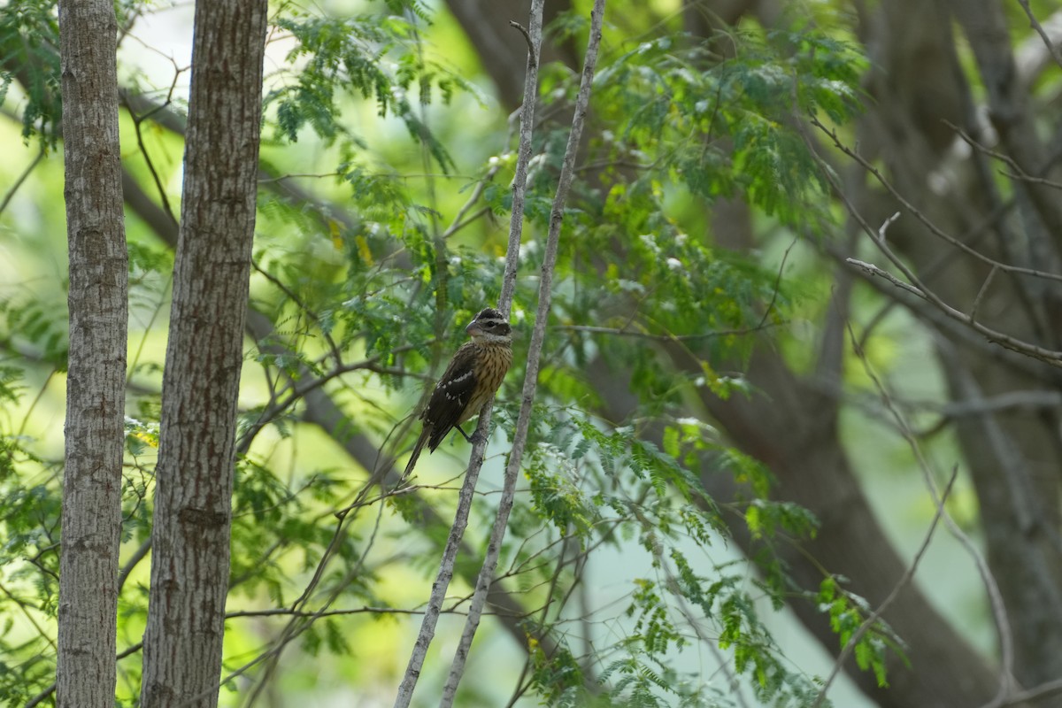 Rose-breasted Grosbeak - ML644655018