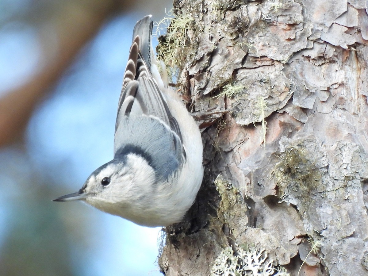 Повзик каролінський - ML644655022