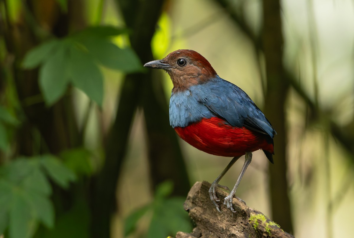 North Moluccan Pitta - ML644655023