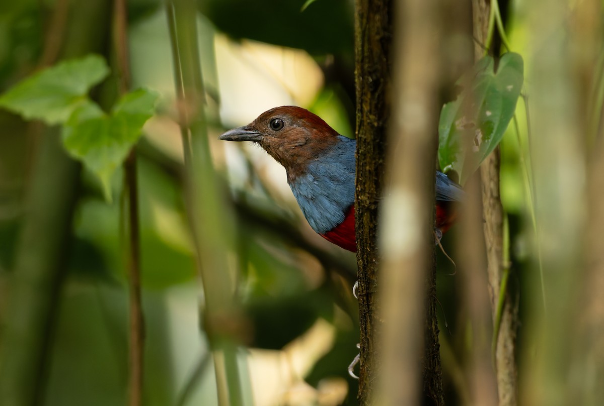 North Moluccan Pitta - ML644655025