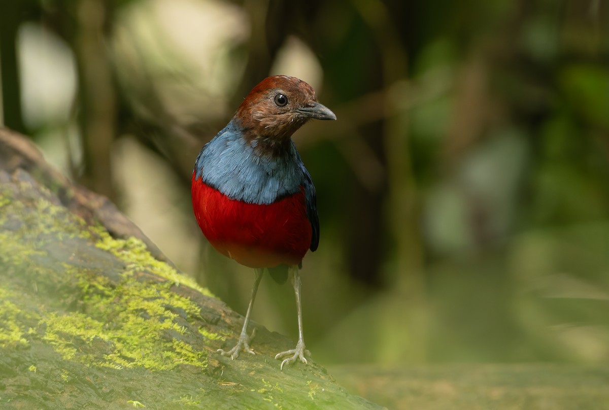 North Moluccan Pitta - ML644655026