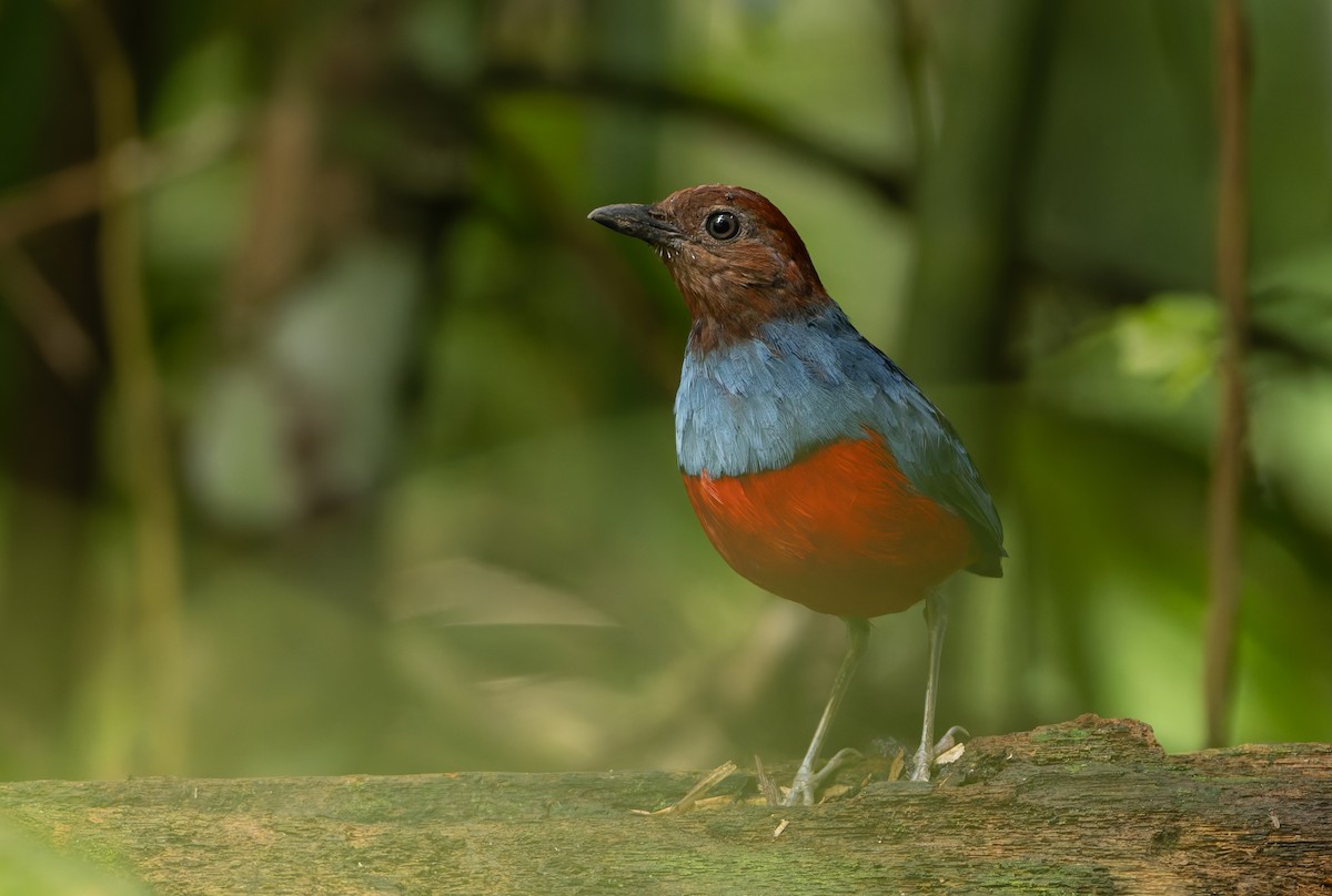 North Moluccan Pitta - ML644655027