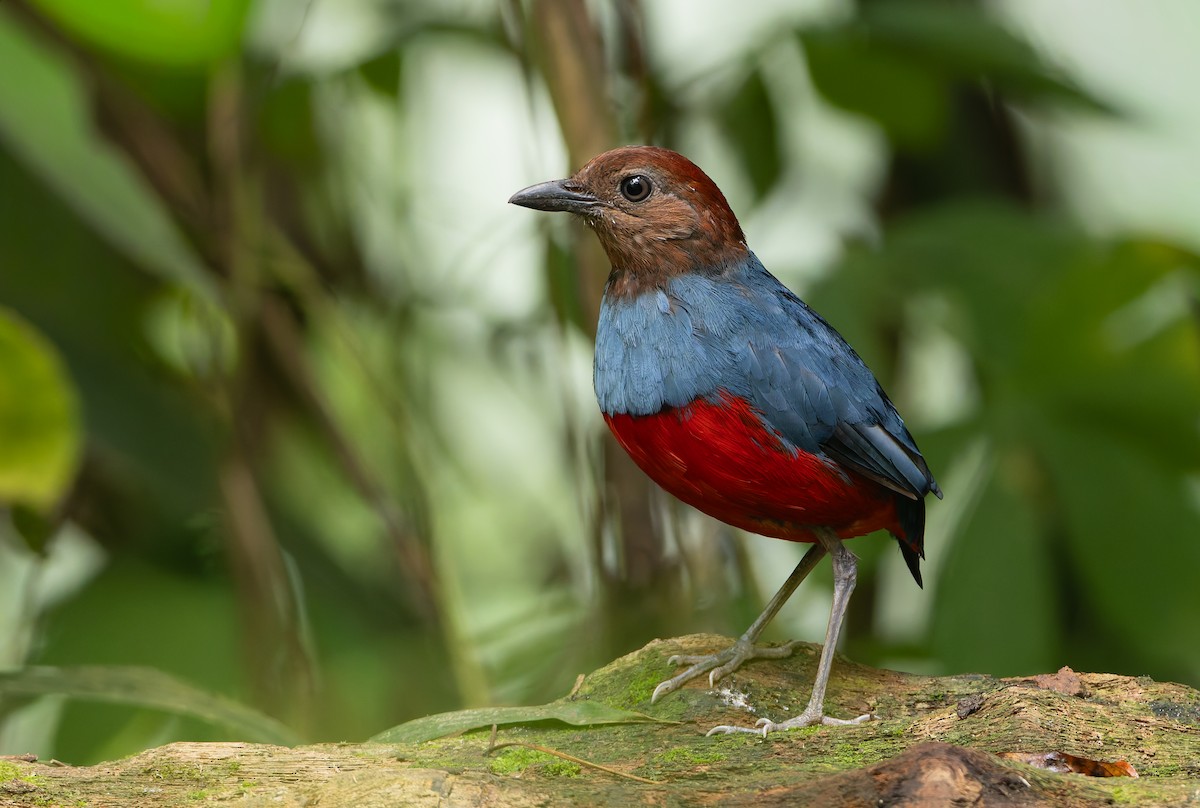 North Moluccan Pitta - ML644655029