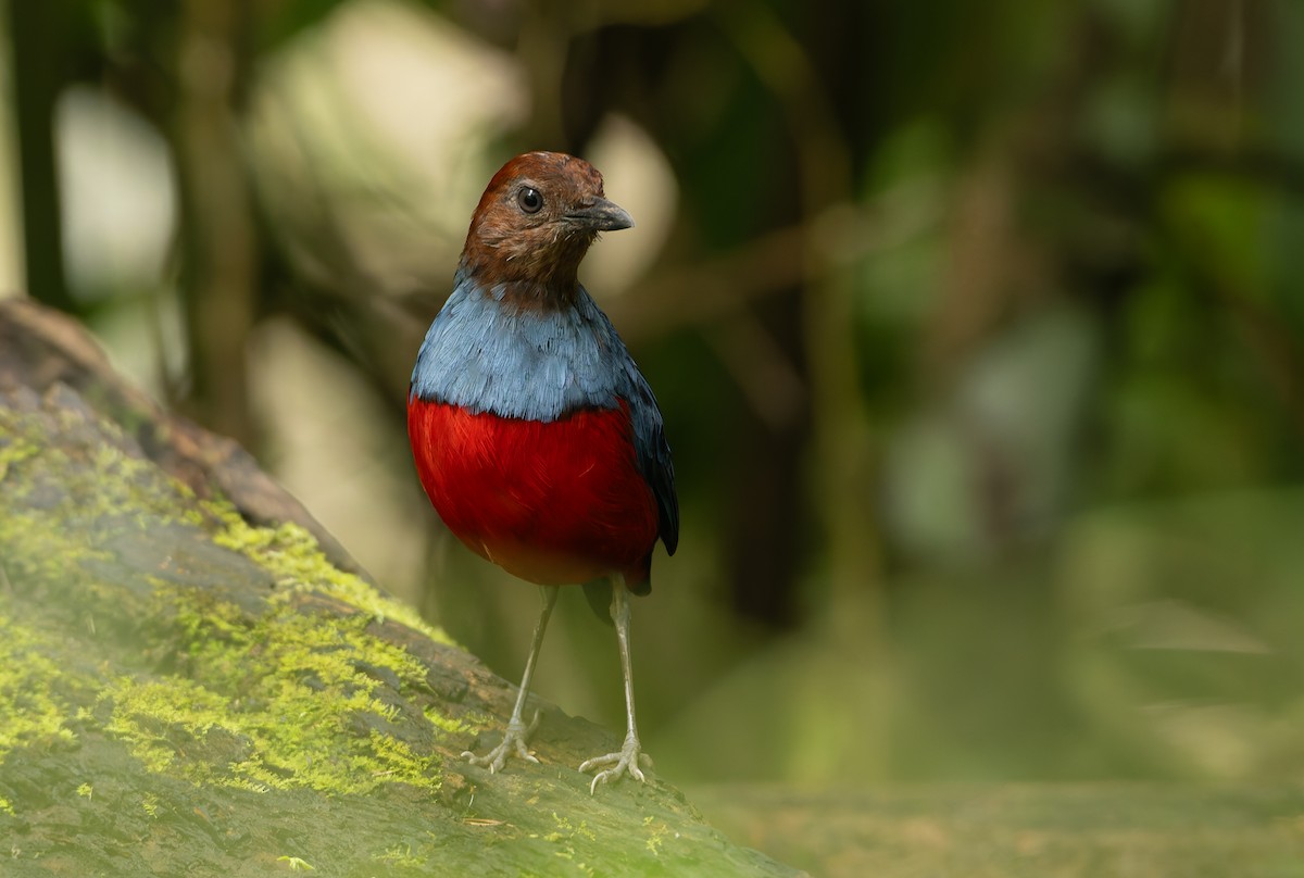 North Moluccan Pitta - ML644655030