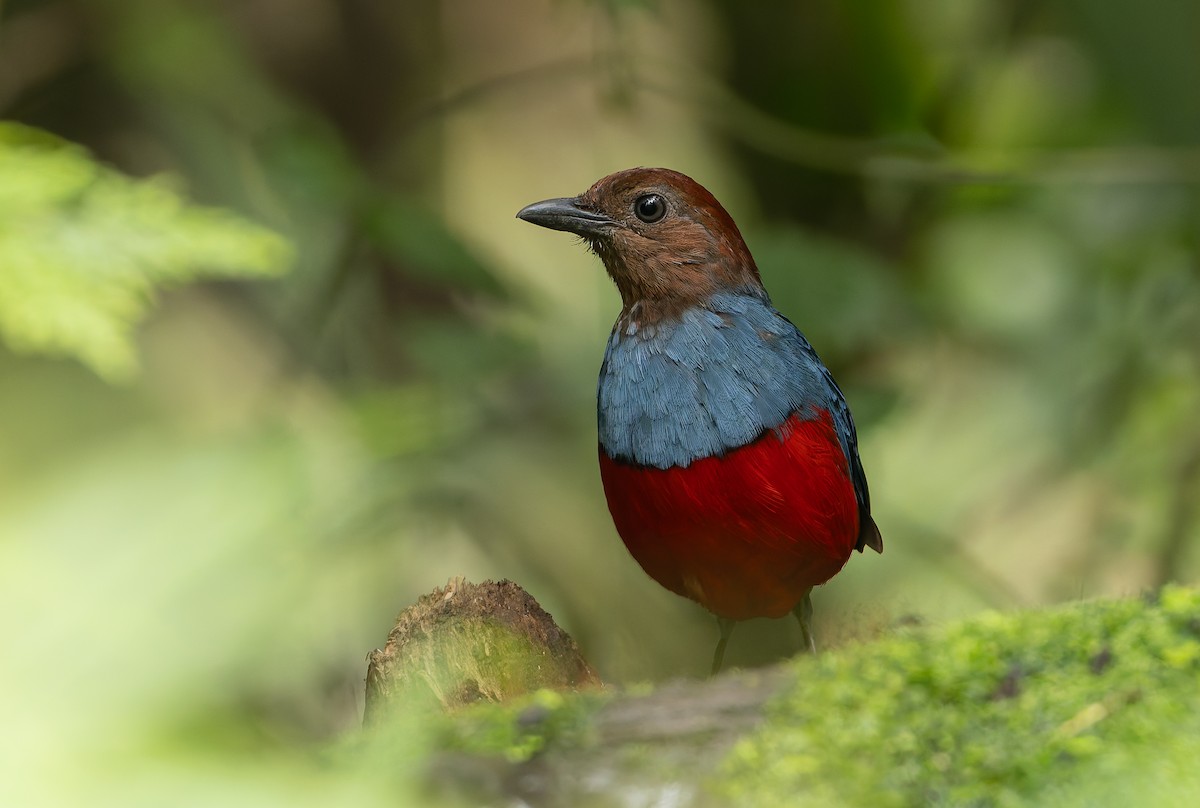 North Moluccan Pitta - ML644655031