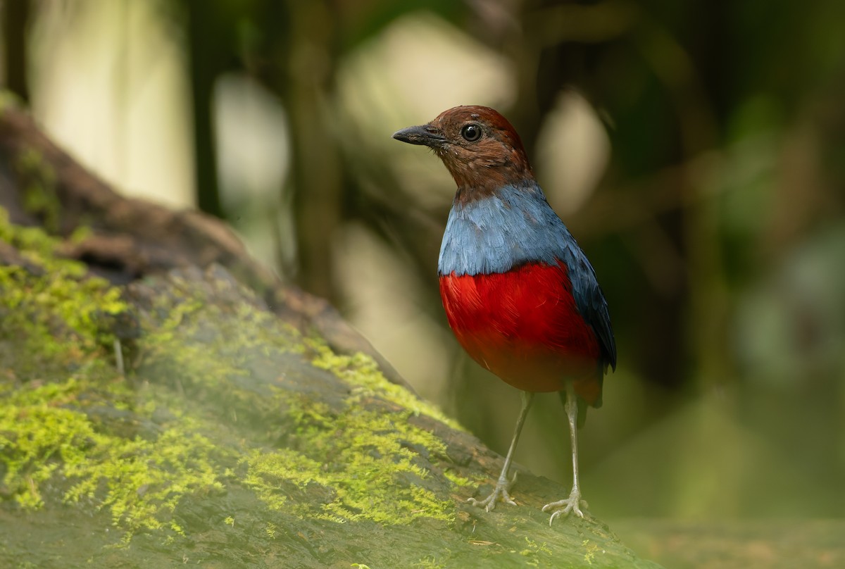 North Moluccan Pitta - ML644655032