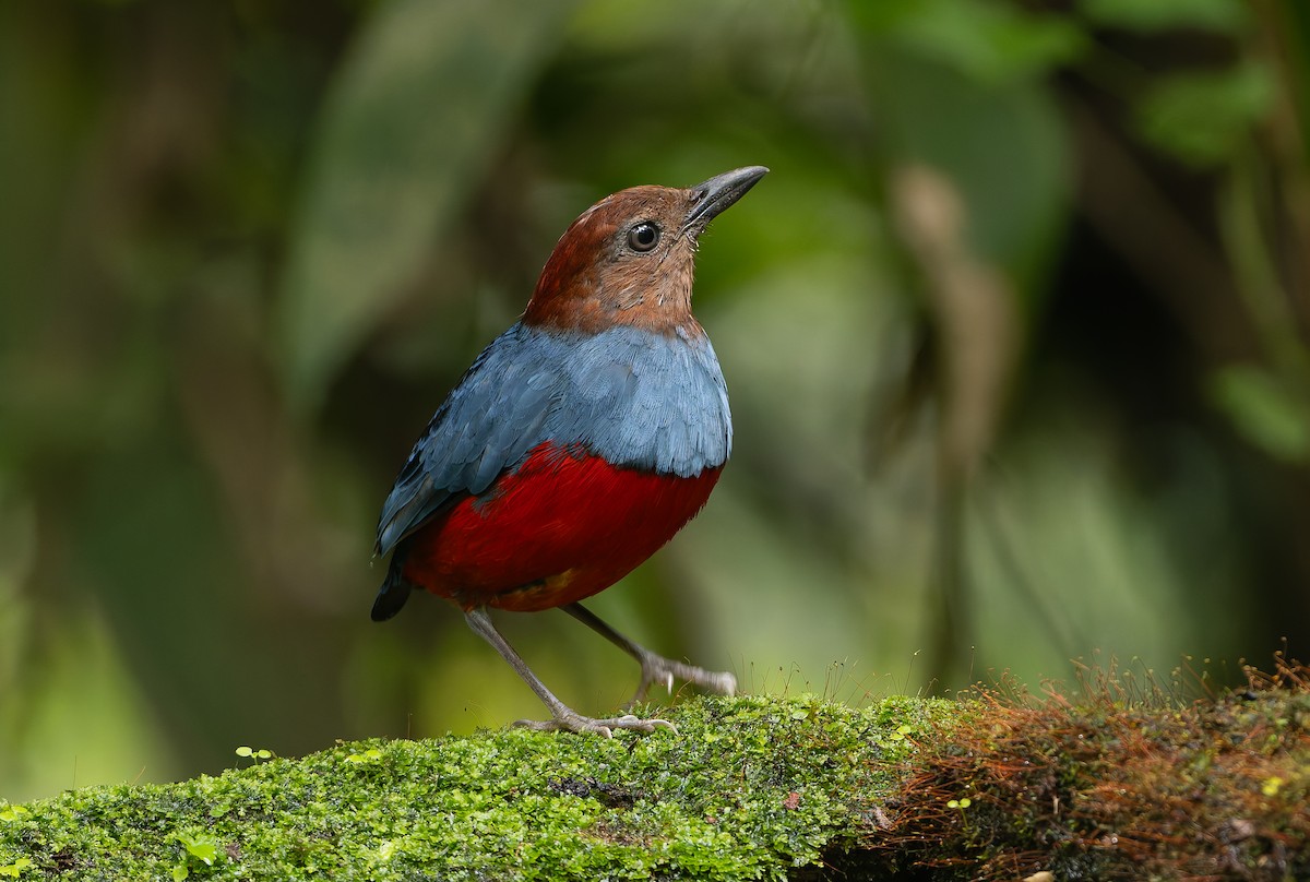 North Moluccan Pitta - ML644655033