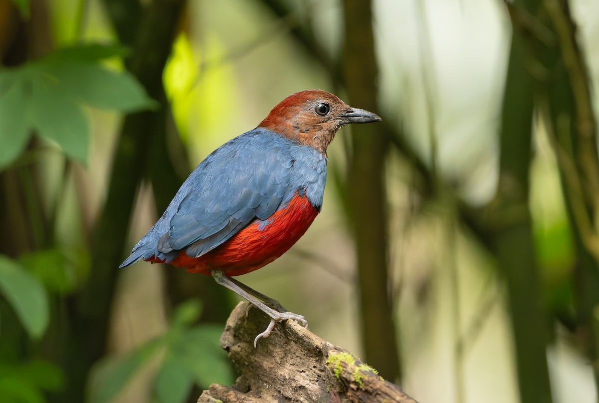 North Moluccan Pitta - ML644655034