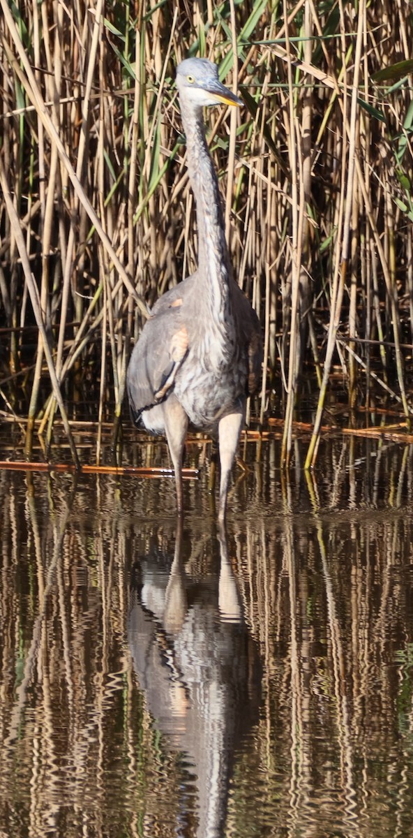 Great Blue Heron (Great Blue) - ML644655039