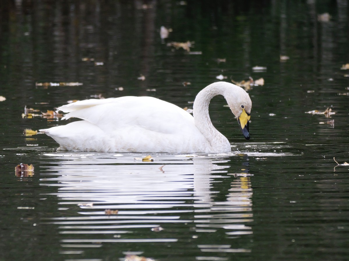 ברבור שר - ML644655040