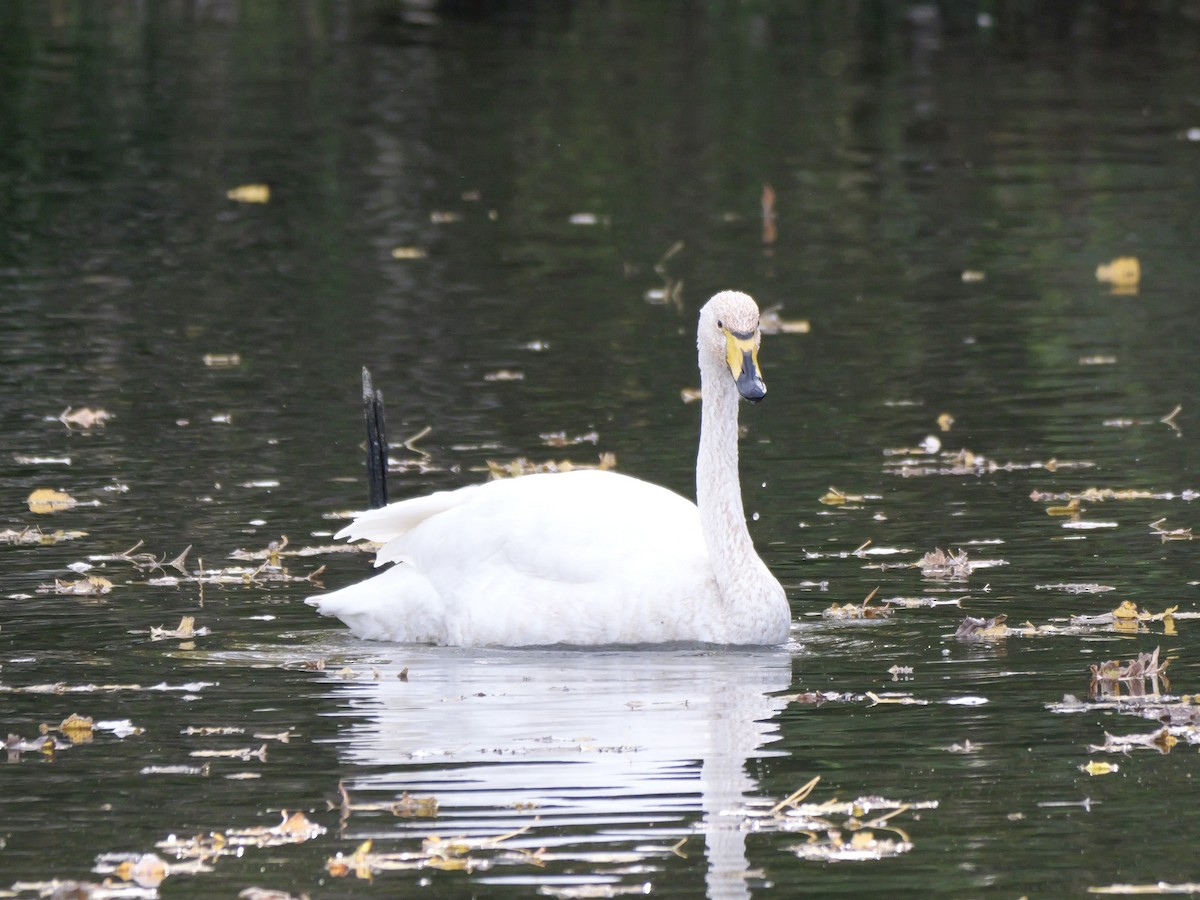 ברבור שר - ML644655041