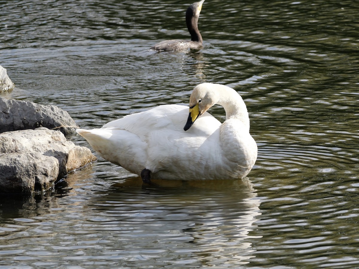 ברבור שר - ML644655042