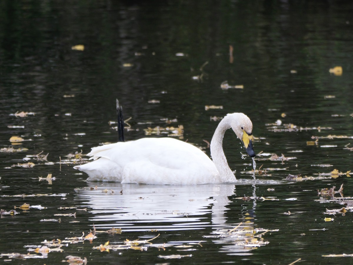 ברבור שר - ML644655043
