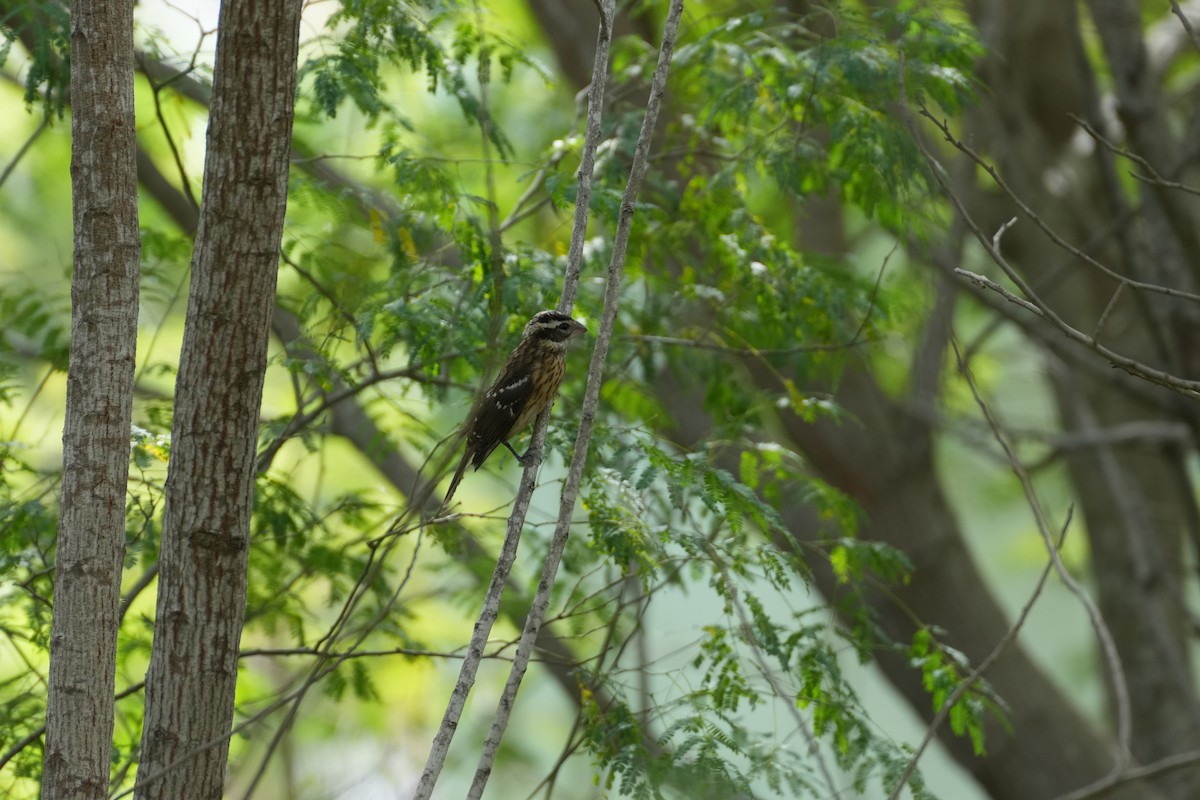 Rose-breasted Grosbeak - ML644655056