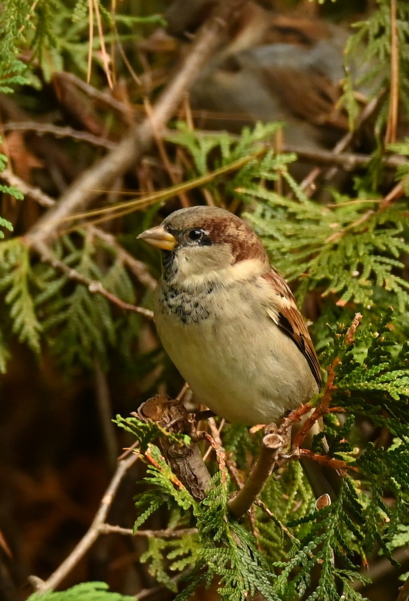 Оронгийн бор шувуу - ML644655059