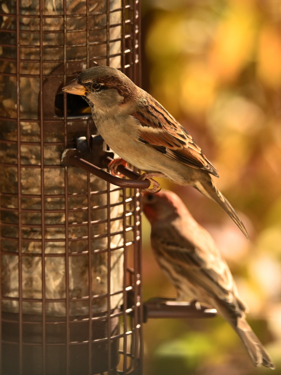 Оронгийн бор шувуу - ML644655060