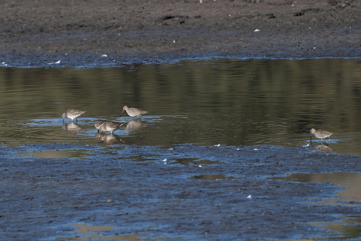 Bécassin à long bec - ML644655065
