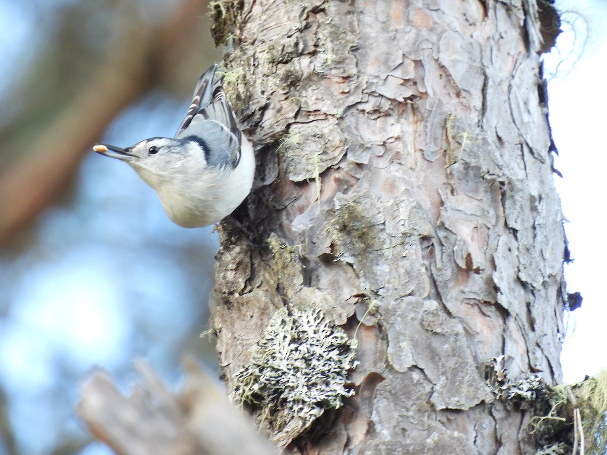 Повзик каролінський - ML644655073