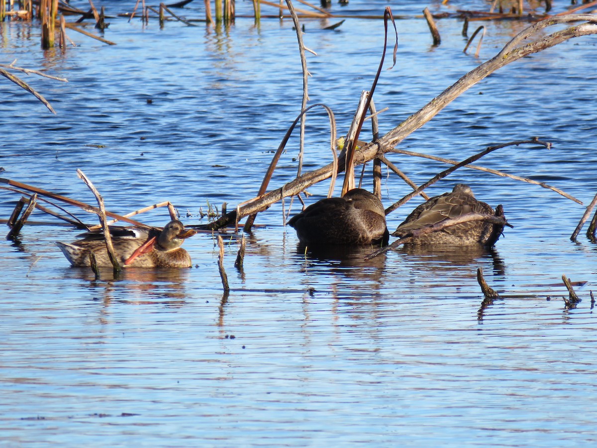 Американская кряква - ML644655074