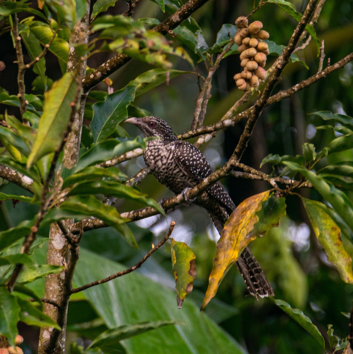 Asian Koel - ML644655078