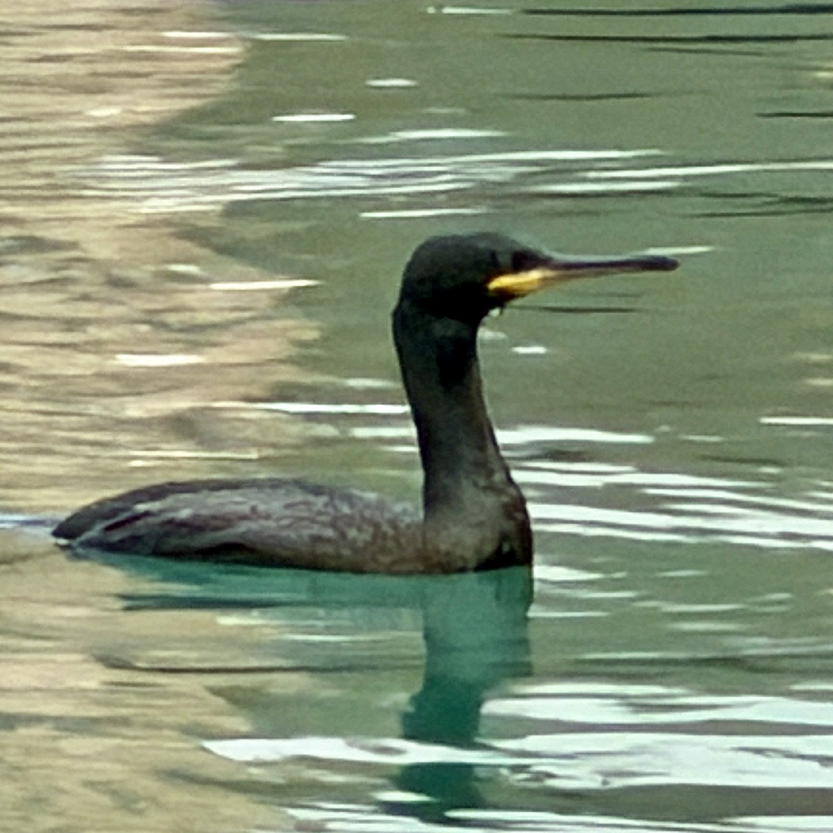 ヨーロッパヒメウ - ML644655083