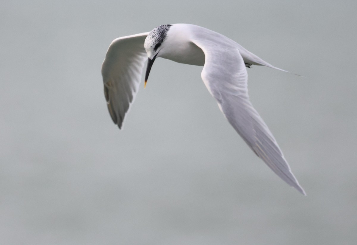 Sandwich Tern - ML644655096