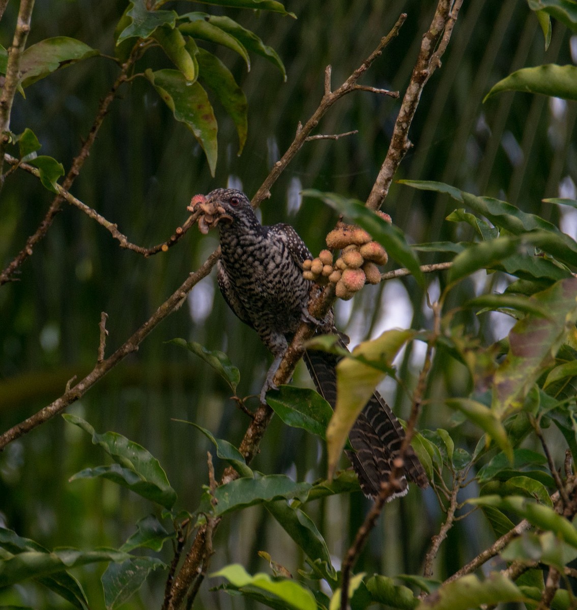 Asian Koel - ML644655102