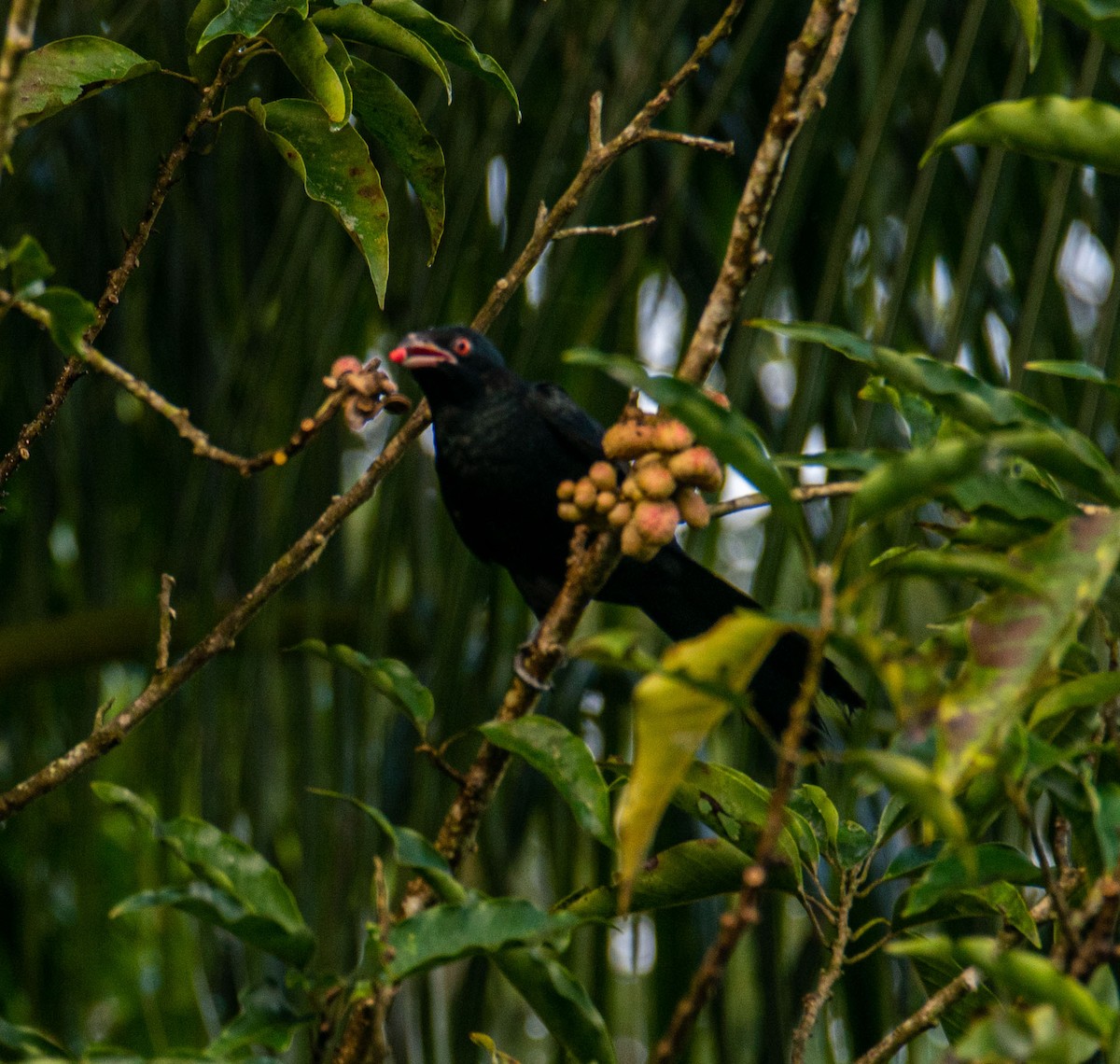 Asian Koel - ML644655103