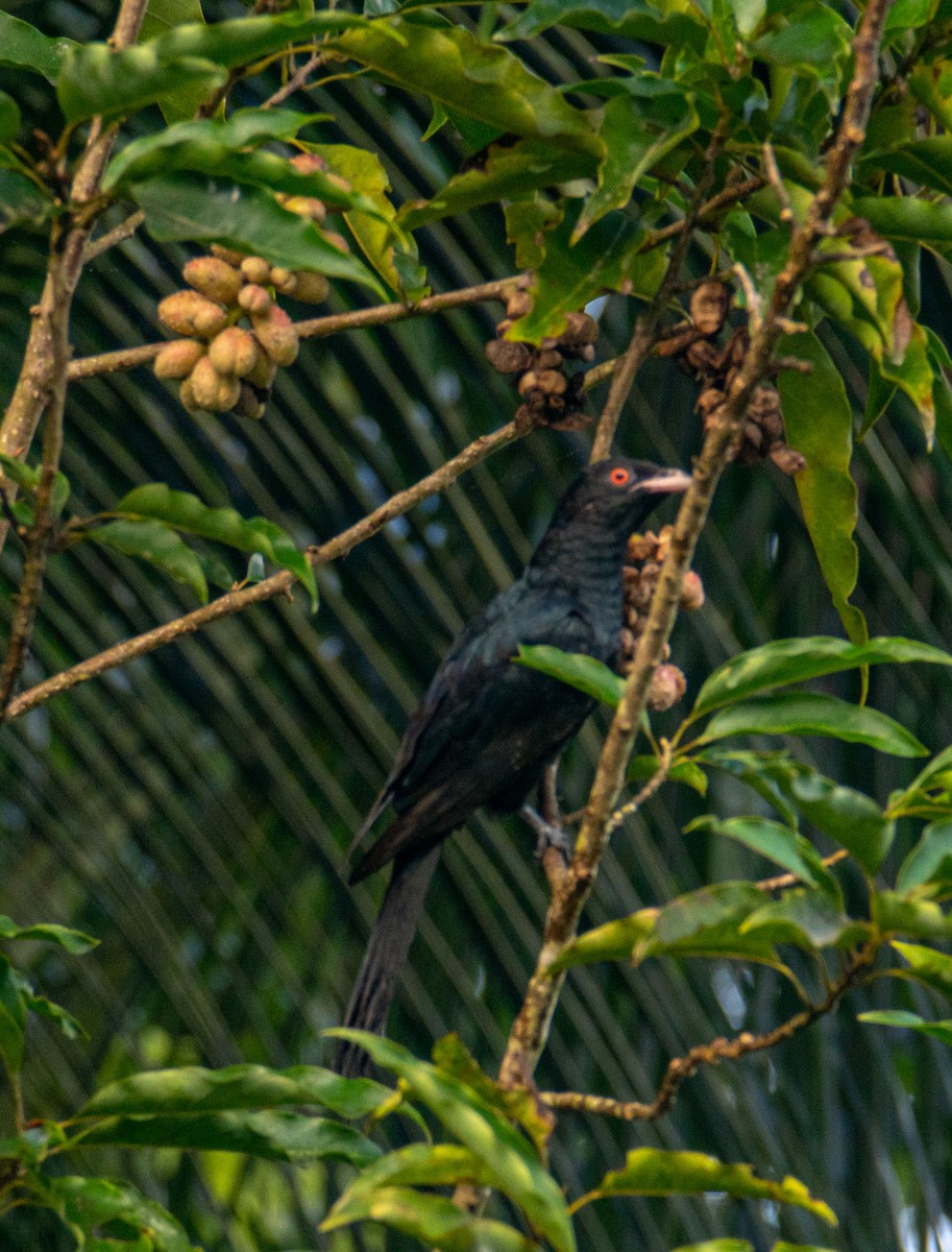 Asian Koel - ML644655104
