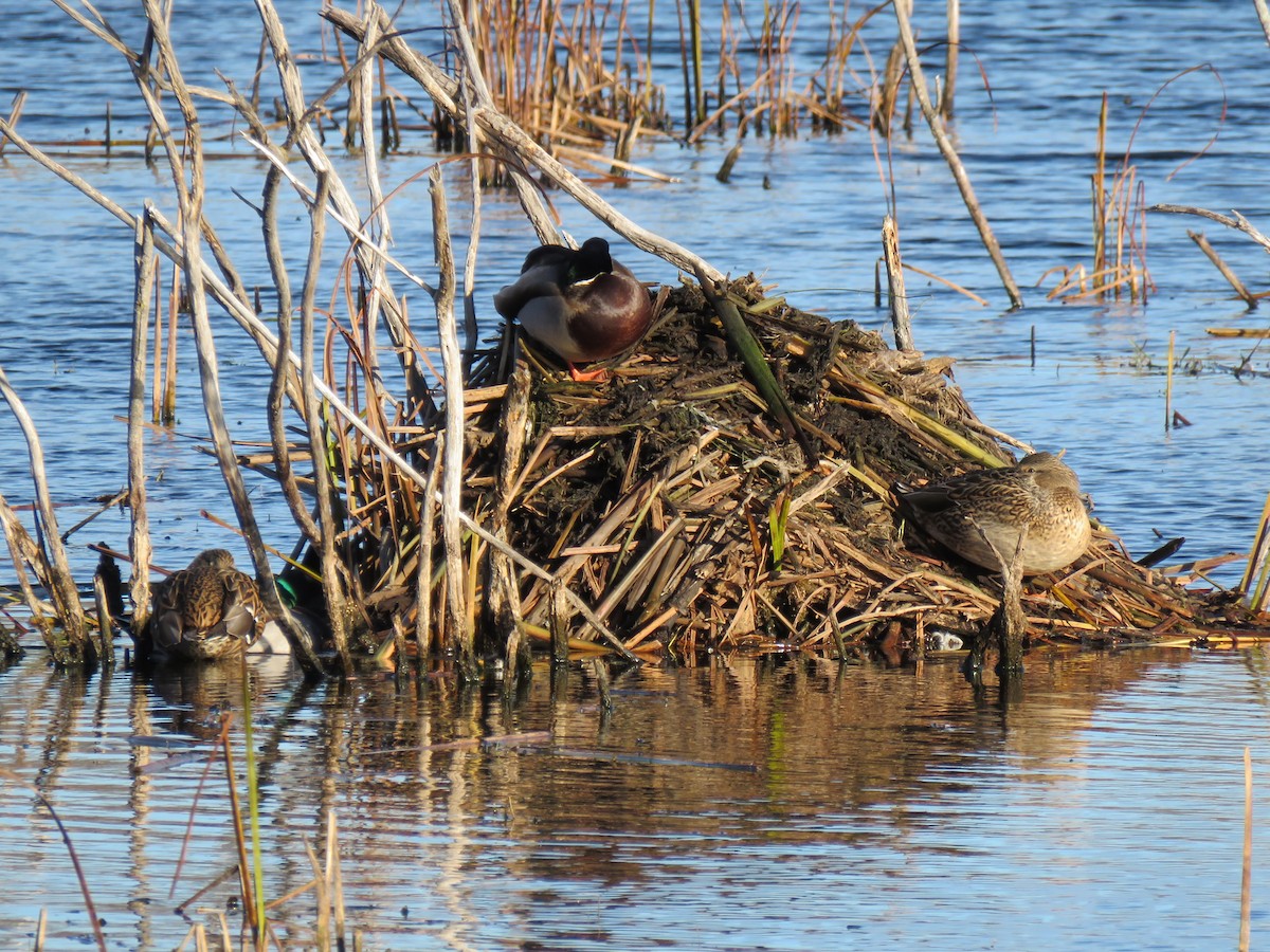 Зэрлэг нугас - ML644655115