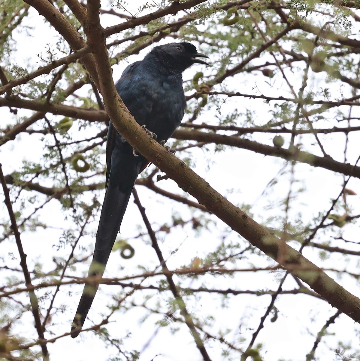 Bristle-crowned Starling - ML644655122