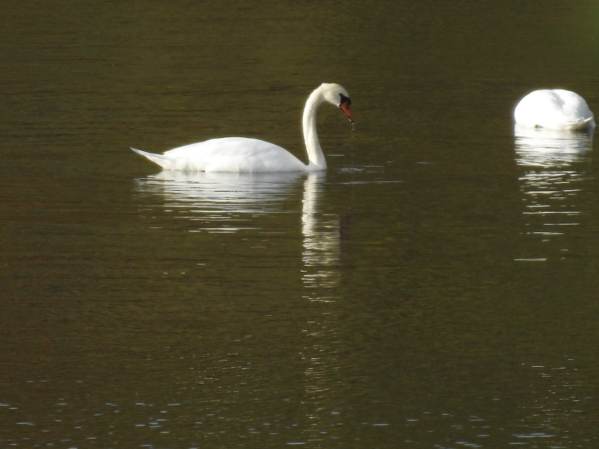 疣鼻天鵝 - ML644655131