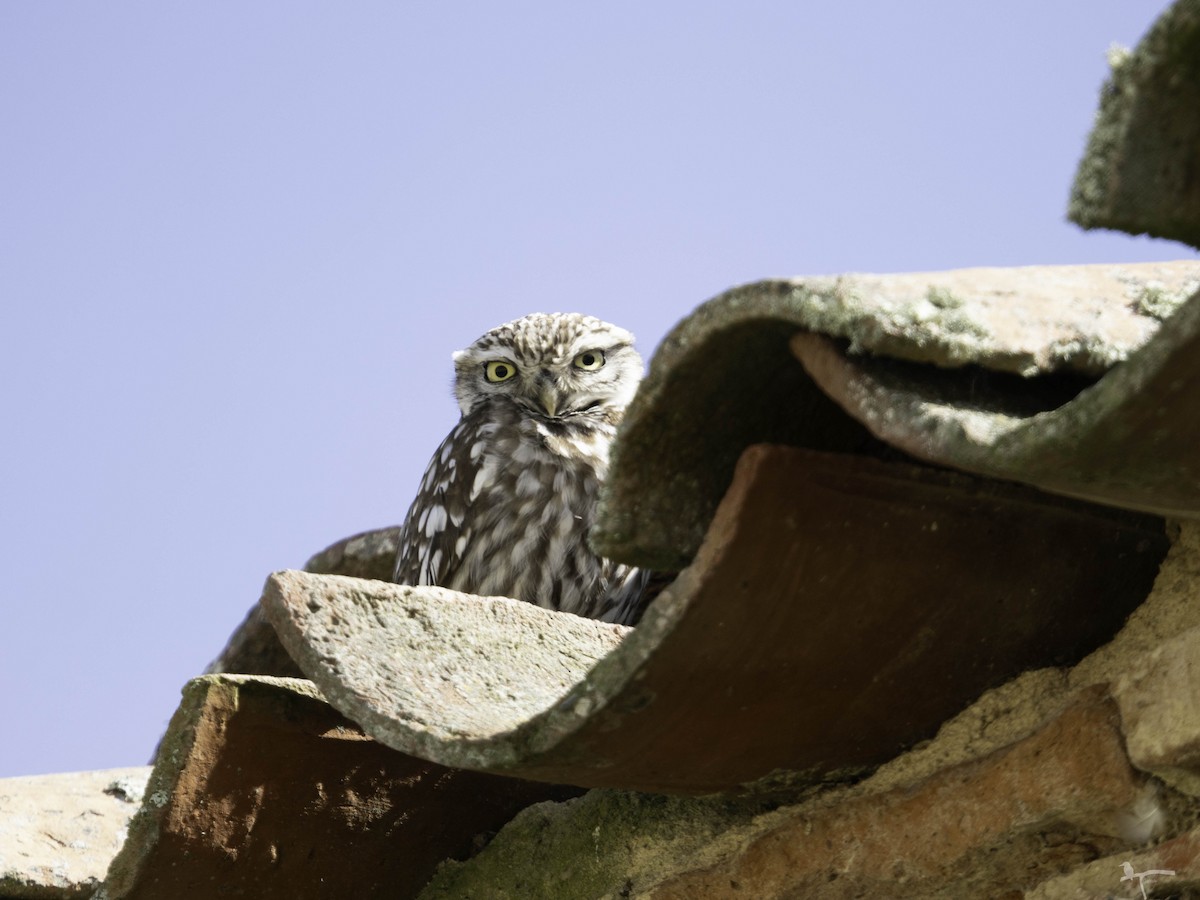 Little Owl - ML644655142