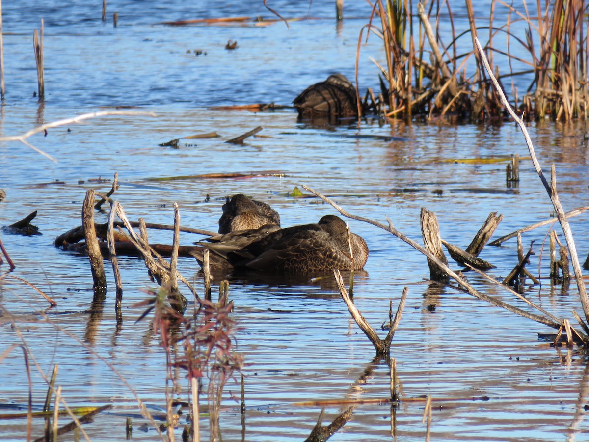 Американская кряква - ML644655152