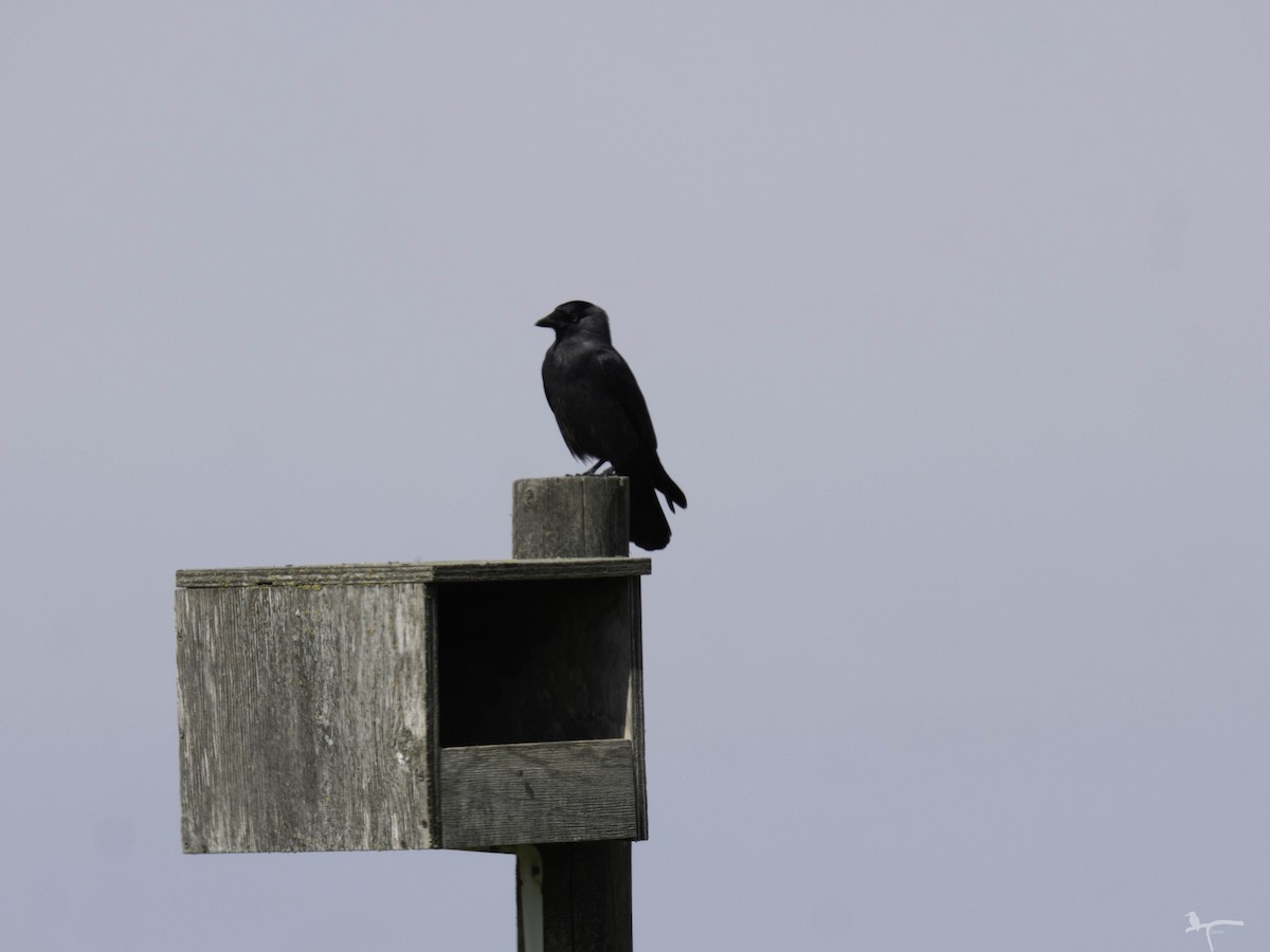 Taccola - ML644655153