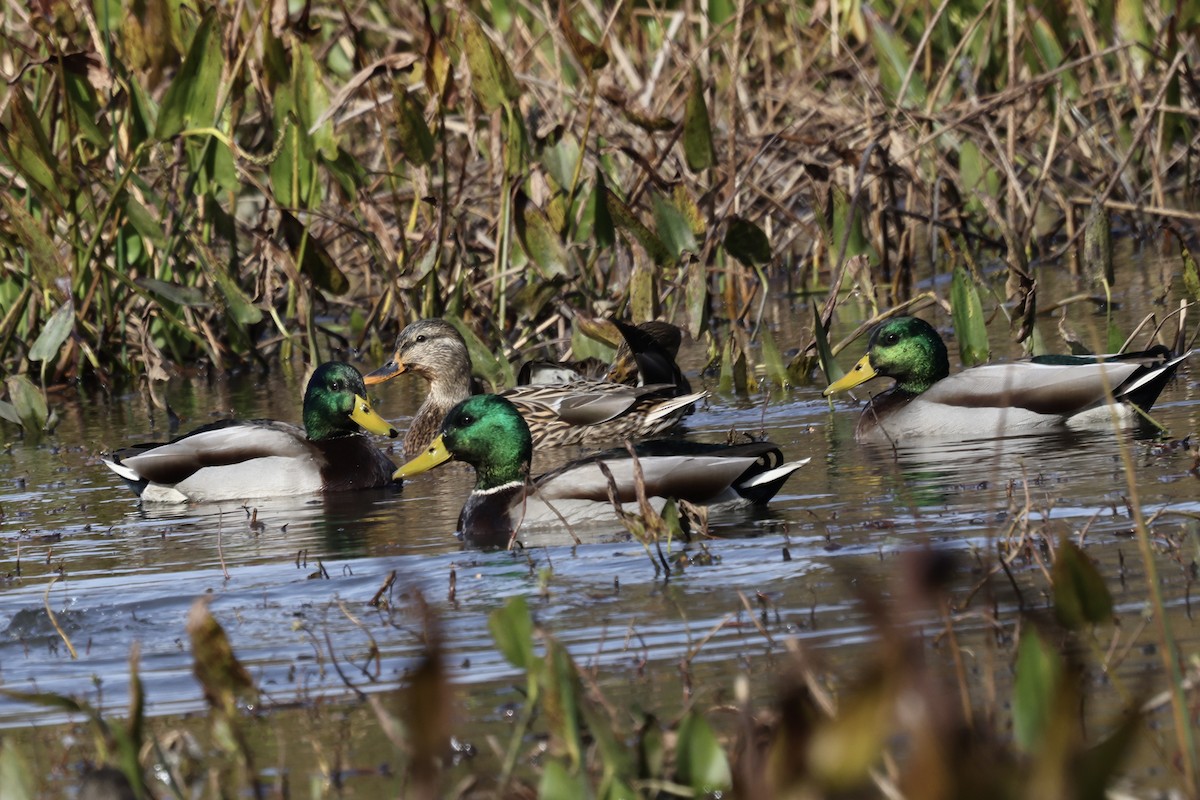 Зэрлэг нугас - ML644655156