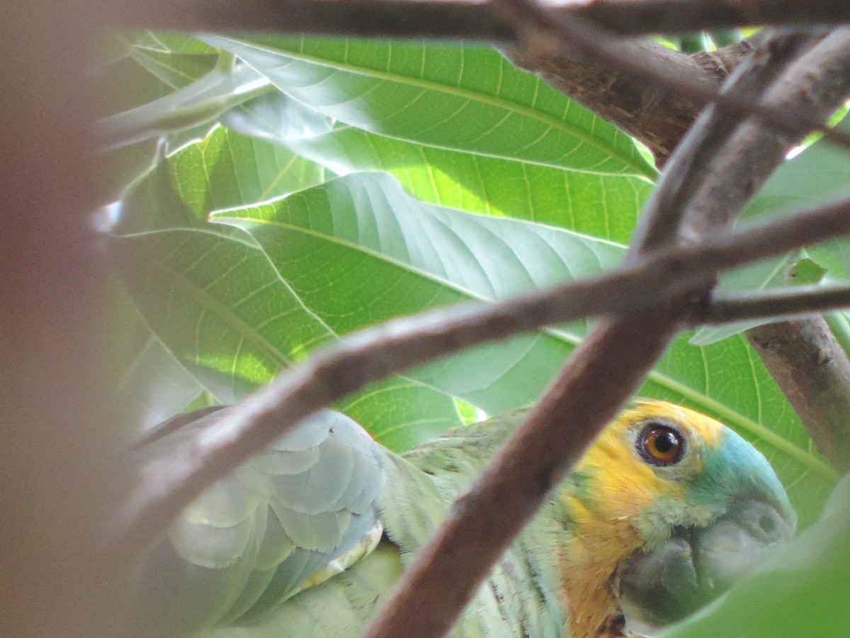 Amazona Frentiazul - ML644655158