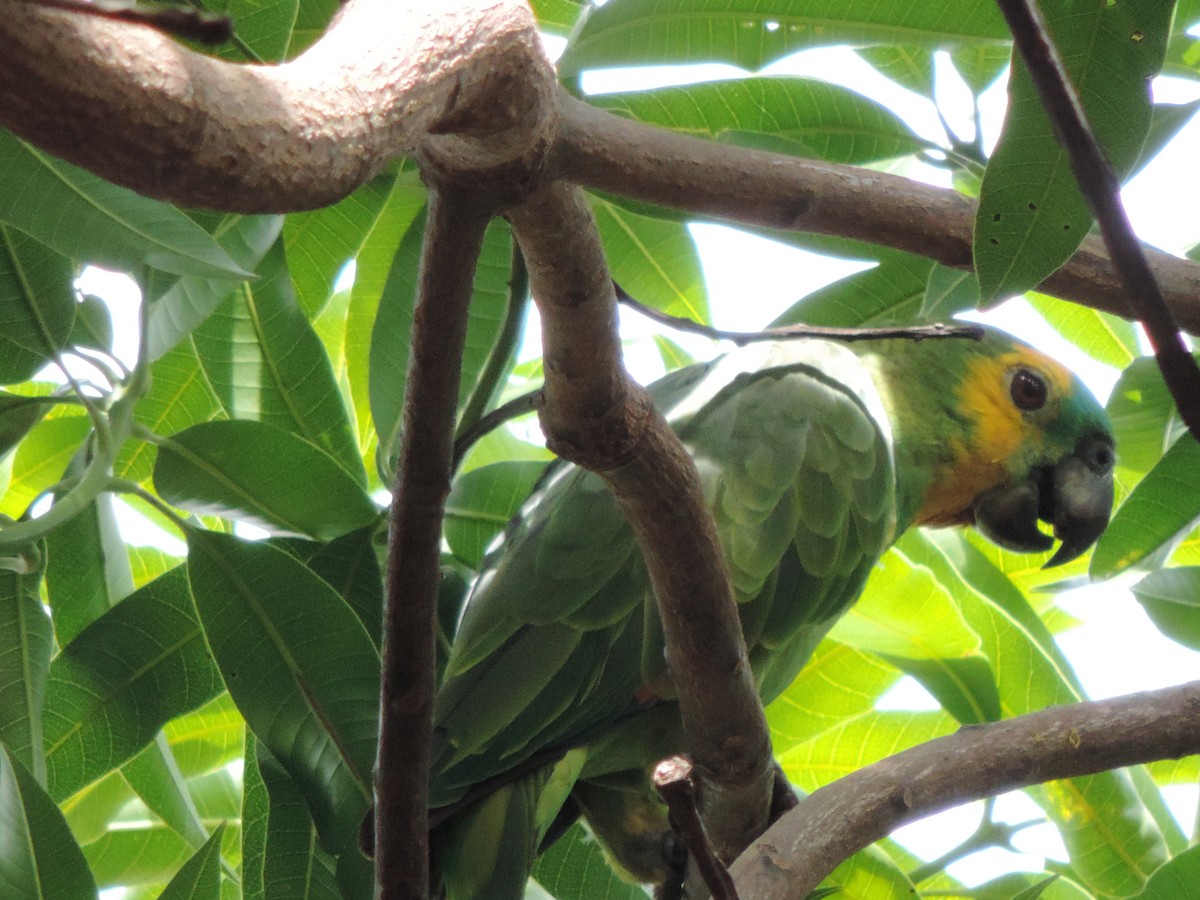 Amazona Frentiazul - ML644655159