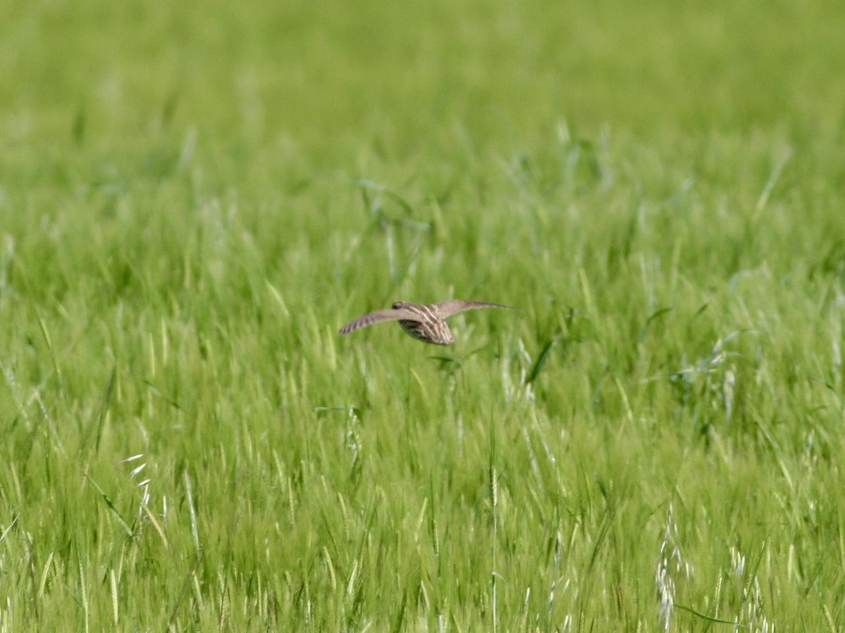 ヨーロッパウズラ - ML644655166