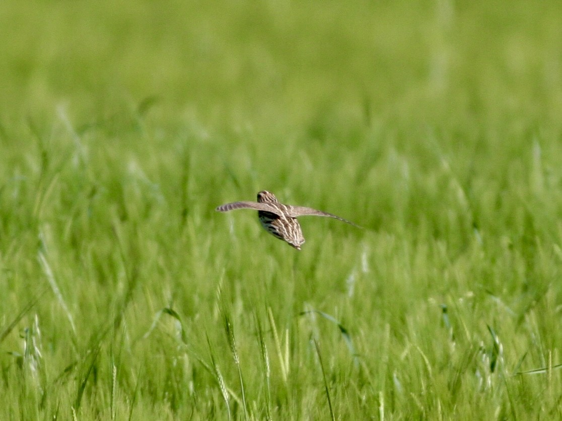 ヨーロッパウズラ - ML644655167