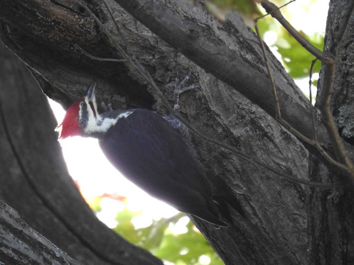 Pileated Woodpecker - ML644655168