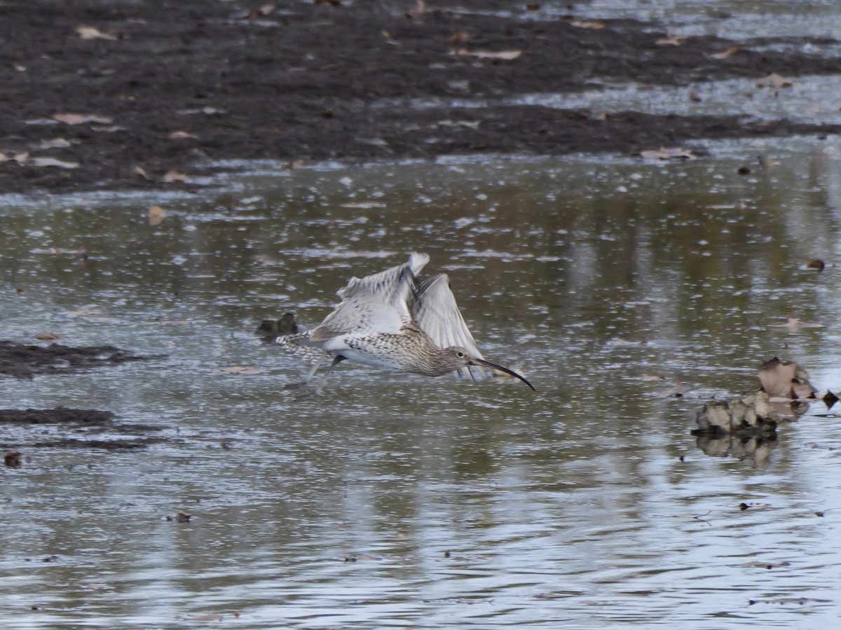 Морин тутгалжин - ML644655172