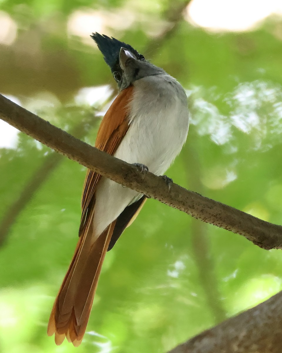Indian Paradise-Flycatcher - ML644655174