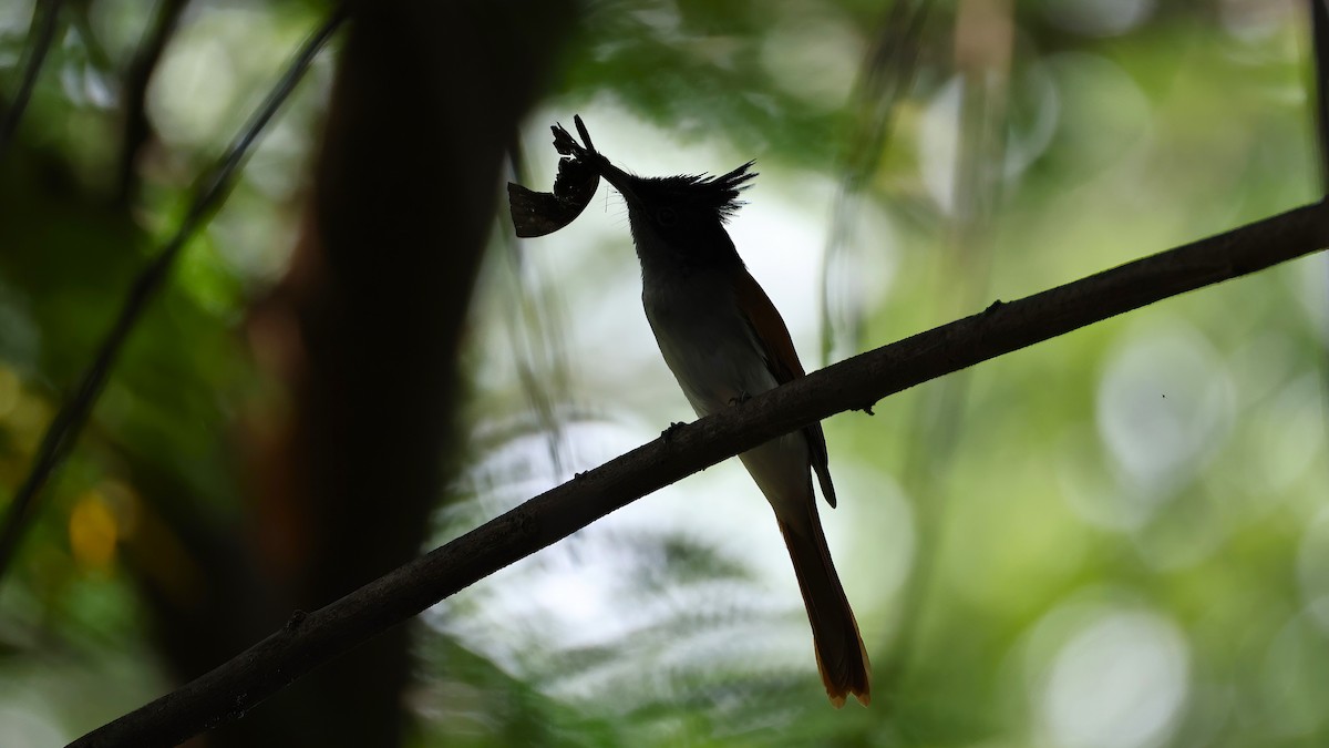Indian Paradise-Flycatcher - ML644655175