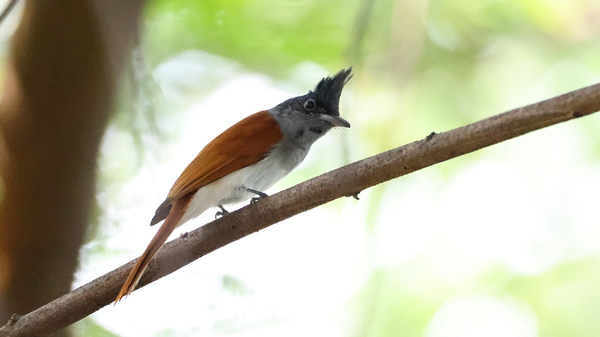 Indian Paradise-Flycatcher - ML644655176