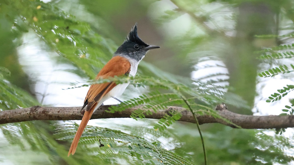 Indian Paradise-Flycatcher - ML644655177