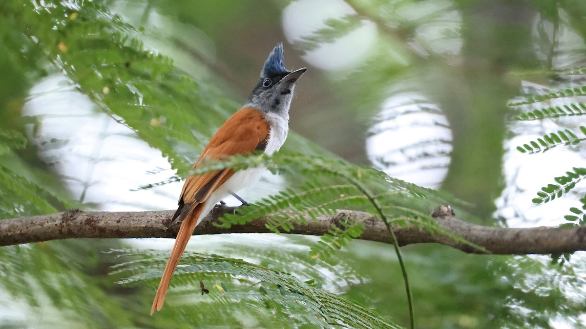 Indian Paradise-Flycatcher - ML644655178
